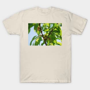 Young Almond Drupes T-Shirt